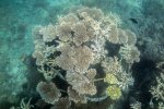 11. Construction of an artificial coral reef in Kenya - photo Ewout Knoester 11. Construction of an artificial coral reef in Kenya - photo Ewout Knoester