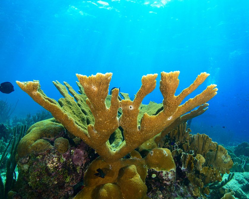 Rifvormende koralen liggen aan de basis van de Caribische ecosystemen. Rifvormende koralen liggen aan de basis van de Caribische ecosystemen.