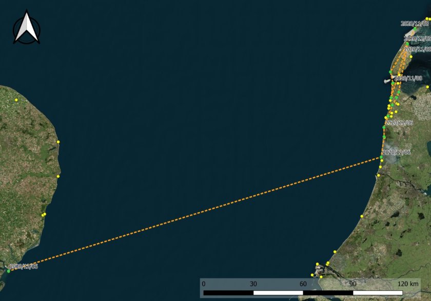 Vliegroute van een spreeuw die op 8 november 2020 op Vlieland werd gezenderd en later op de dag opdook nabij Den Helder. Na wat omzwervingen vloog de vogel weer terug naar de noordpunt van Texel waar die een paar weken bleef. Op 5 december 2020 vloog de vogel langs de kust naar Petten. De volgende dag vloog die bij Castricum de Noordzee op, om 3,5 uur later bij Languard (UK) weer aan land te komen.  Vliegroute van een spreeuw die op 8 november 2020 op Vlieland werd gezenderd en later op de dag opdook nabij Den Helder. Na wat omzwervingen vloog de vogel weer terug naar de noordpunt van Texel waar die een paar weken bleef. Op 5 december 2020 vloog de vogel langs de kust naar Petten. De volgende dag vloog die bij Castricum de Noordzee op, om 3,5 uur later bij Languard (UK) weer aan land te komen.