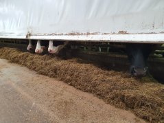Measurements in the emission barn at Dairy Campus