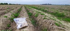 Biologisch aardappelveld in Friesland Foto: Paula Harkes Biologisch aardappelveld in Friesland Foto: Paula Harkes