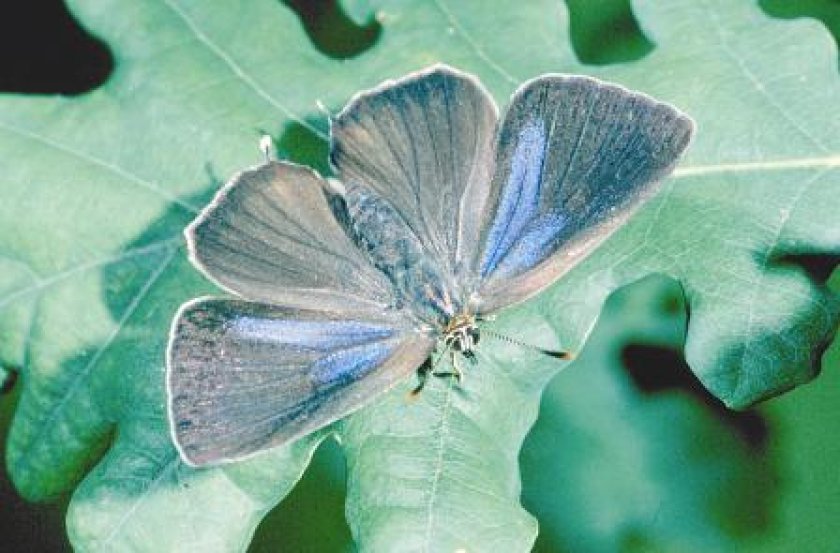 In de leidraad wordt aanbevolen om rekening te houden met zeldzame vlindersoorten, zoals de Eikenpage, die eveneens worden aangetast door het preparaat (foto: Wageningen Environmental Research) In de leidraad wordt aanbevolen om rekening te houden met zeldzame vlindersoorten, zoals de Eikenpage, die eveneens worden aangetast door het preparaat (foto: Wageningen Environmental Research)