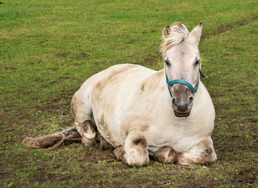 ‘This project contributes to a transition towards research that requires no live animals,’ says prof. ir. Wouter Hendriks.    ‘This project contributes to a transition towards research that requires no live animals,’ says prof. ir. Wouter Hendriks.