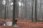 Sawing sample tree in beech forest Sawing sample tree in beech forest