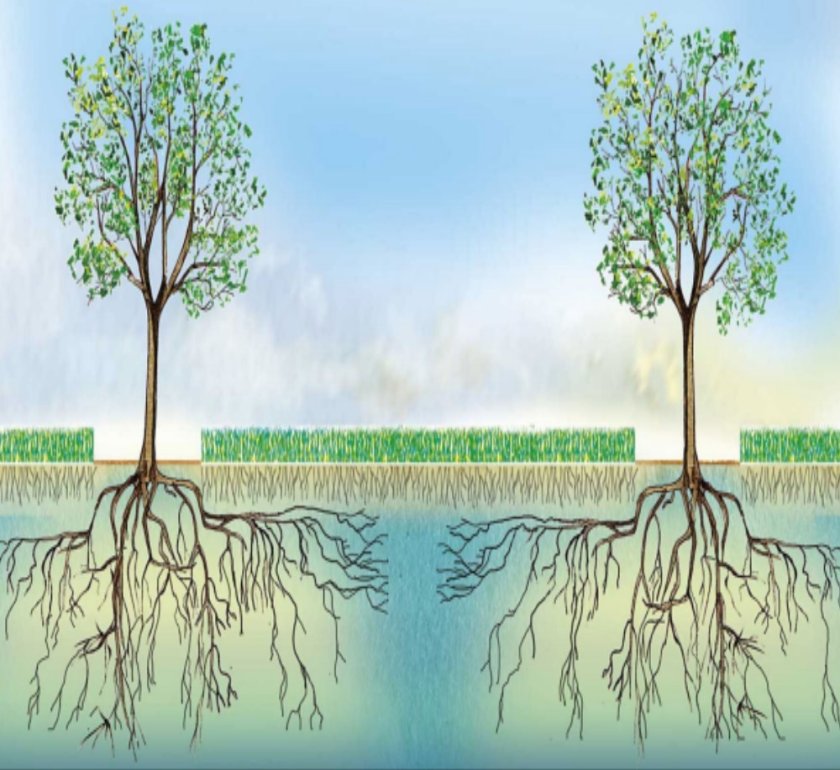 Effecten van agroforestry op de waterhuishouding en functionele agro biodiversiteit Effecten van agroforestry op de waterhuishouding en functionele agro biodiversiteit