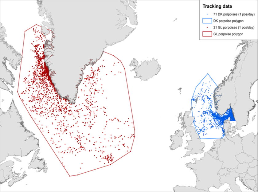 Figure 1. Satellite positions of 71 harbour porpoises tagged in Denmark (blue dots) and 31 in West Greenland (red dots). It can be observed that the harbour porpoises tagged in Denmark do not move into the southern North Sea. The destination of the more southern harbour porpoises is still unknown. Figure 1. Satellite positions of 71 harbour porpoises tagged in Denmark (blue dots) and 31 in West Greenland (red dots). It can be observed that the harbour porpoises tagged in Denmark do not move into the southern North Sea. The destination of the more southern harbour porpoises is still unknown.