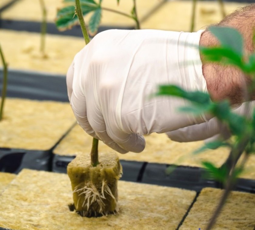 Steenwol is zeer geschikt als substraat om planten op te groeien omdat het inert, ziektevrij, vormvast en uniform is. Ook kan water zich snel door het materiaal heen verplaatsen en het water wordt deels vastgehouden. Deze eigenschappen dragen bij aan een goede water- en meststoffenvoorziening voor de plant. Bron: OpenRangeStock/Shutterstock.com   Steenwol is zeer geschikt als substraat om planten op te groeien omdat het inert, ziektevrij, vormvast en uniform is. Ook kan water zich snel door het materiaal heen verplaatsen en het water wordt deels vastgehouden. Deze eigenschappen dragen bij aan een goede water- en meststoffenvoorziening voor de plant. Bron: OpenRangeStock/Shutterstock.com
