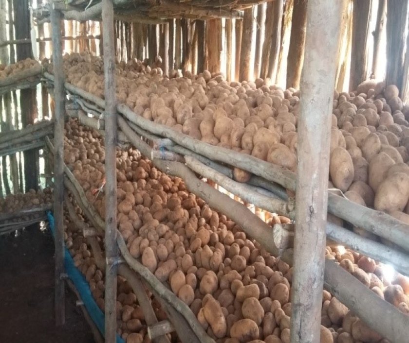 Potato seed stored in diffused light store (DLS). Potato seed stored in diffused light store (DLS).