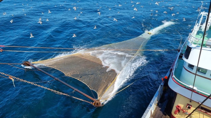 The new fishing gear 'kiwi codend' could increase survival rates of bycatch discarded at sea. Photo: Pieke Molenaar. The new fishing gear 'kiwi codend' could increase survival rates of bycatch discarded at sea. Photo: Pieke Molenaar.