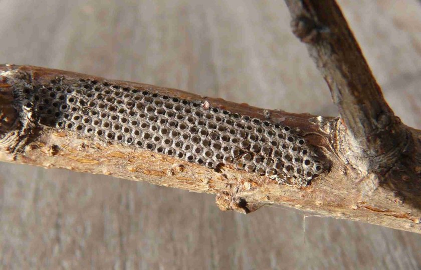 De eipakketjes overwinteren op dunne twijgen. Omstreeks april komen de rupsjes uit (foto: Leen Moraal) De eipakketjes overwinteren op dunne twijgen. Omstreeks april komen de rupsjes uit (foto: Leen Moraal)