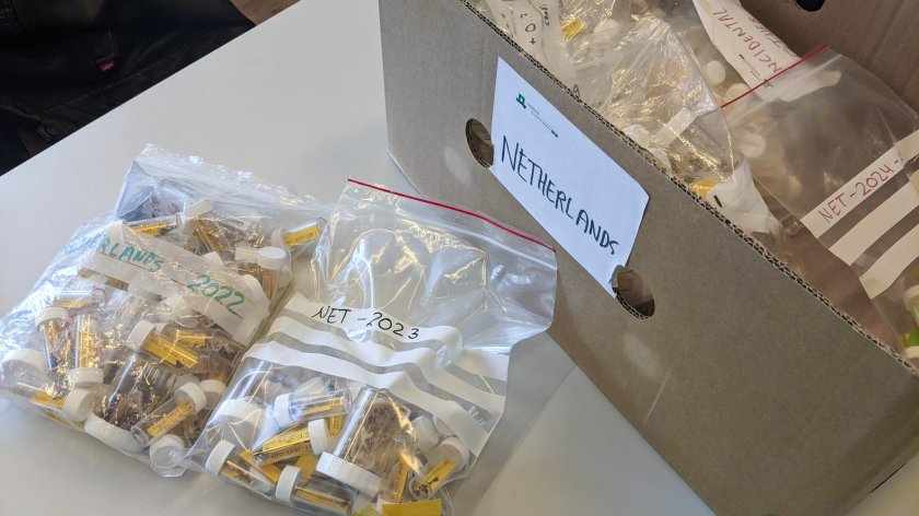 Each of the jars corresponds to one of the stranded fulmars that Kühn has studied here. (Photo: Harm ten Napel) Each of the jars corresponds to one of the stranded fulmars that Kühn has studied here. (Photo: Harm ten Napel)