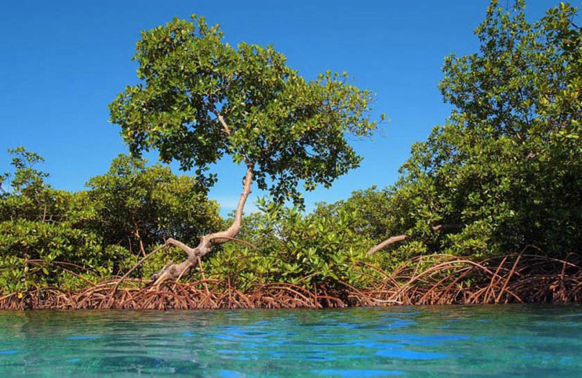 Erik Meesters heeft de natuur in het Caribisch gebied drastisch zien veranderen. Erik Meesters heeft de natuur in het Caribisch gebied drastisch zien veranderen.