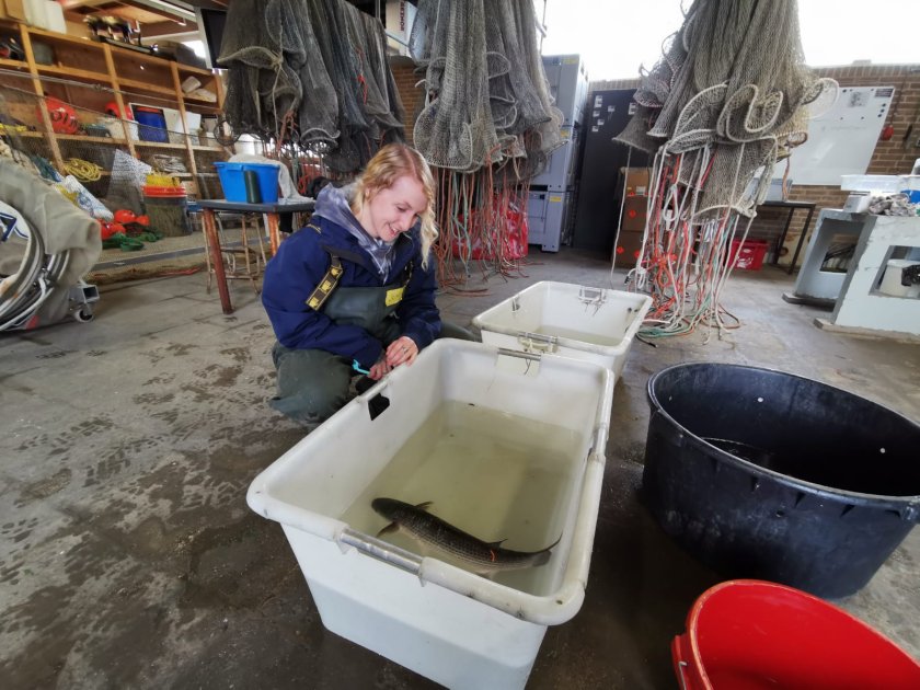 Onderzoek naar de functie van de Waddenzee voor grotere vissen zoals zeeforel, diklipharder, zeebaars en ruwe haai, door promovendus Jena Edwards, met behulp van akoestische zenders.