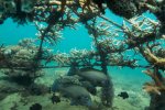 12.Construction of an artificial coral reef in Kenya - photo Ewout Knoester  12.Construction of an artificial coral reef in Kenya - photo Ewout Knoester