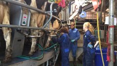 Studenten helpen met melken op Dairy Campus