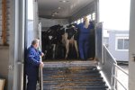 De eerste vrachtwagen met droge koeien uit Lelystad arriveert in Leeuwarden.