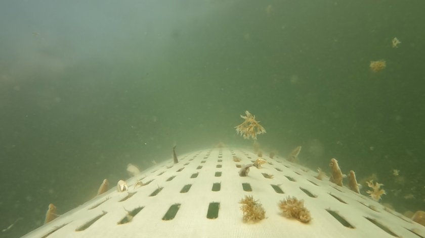 De werking van de kiwikuil onder water