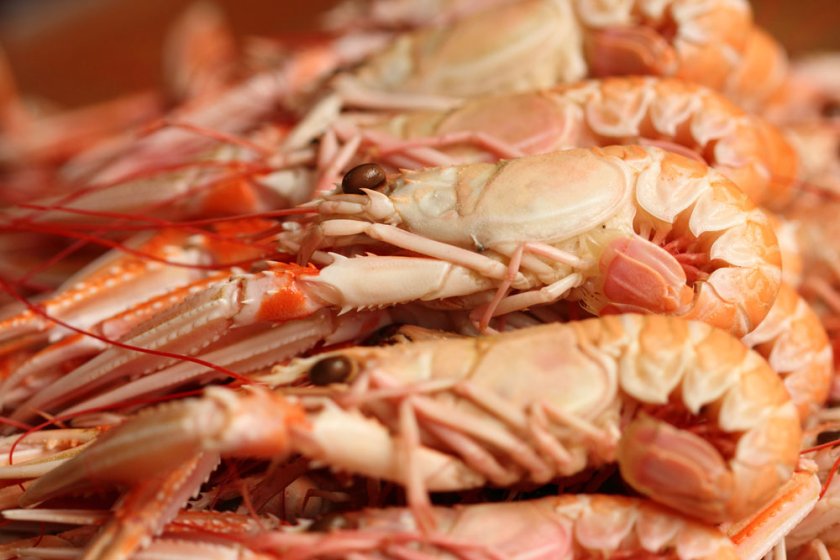 Researchers see shifts in species found in the North Sea, possibly due to climate change. Researchers see shifts in species found in the North Sea, possibly due to climate change.