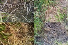 Kiemplanten na doorzaaien op vier proefveldjes