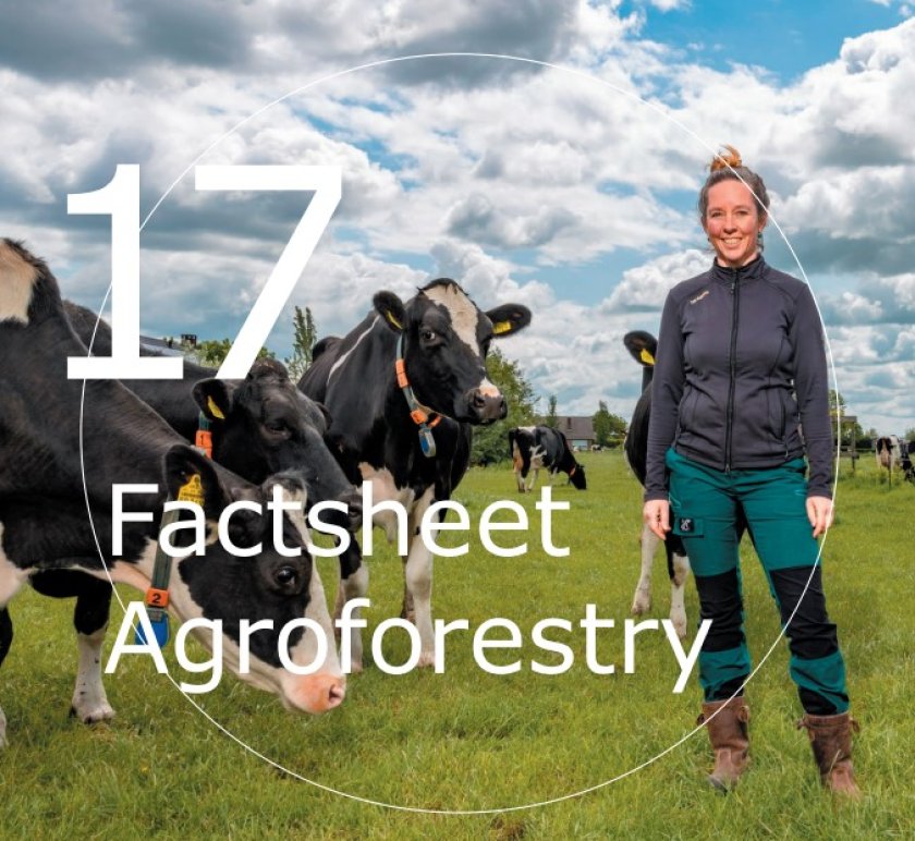 Factsheet 17 Factsheet 17