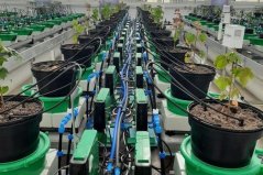 In the NPEC greenhouse, plants are exposed to stress using high-tech equipment. Photo: WUR In the NPEC greenhouse, plants are exposed to stress using high-tech equipment. Photo: WUR