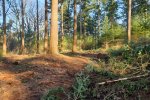 Douglas forest after harvest, with branches and topwood on the right and everything removed on the left Douglas forest after harvest, with branches and topwood on the right and everything removed on the left